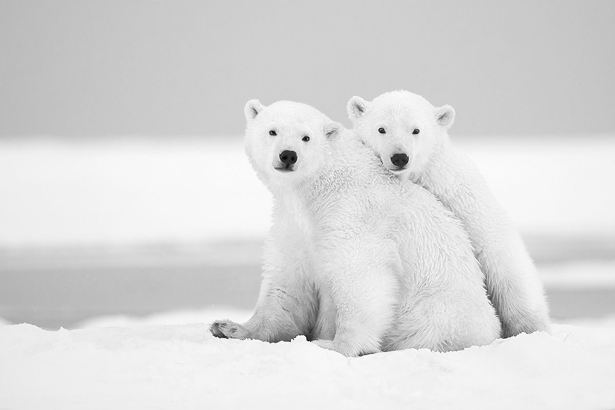 Amour fraternel Lionel Maye tirage Fine Art Une image pour rever