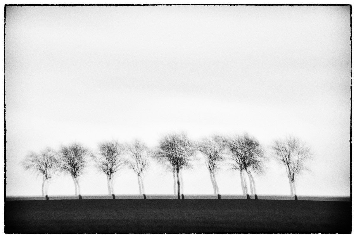 Trees II Glitches Serie Sebastien Desnoulez tirage Fine Art Une image pour rever