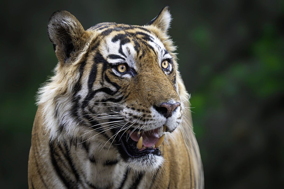 Le seigneur de la jungle Lionel Maye tirage Fine Art Une image pour rever