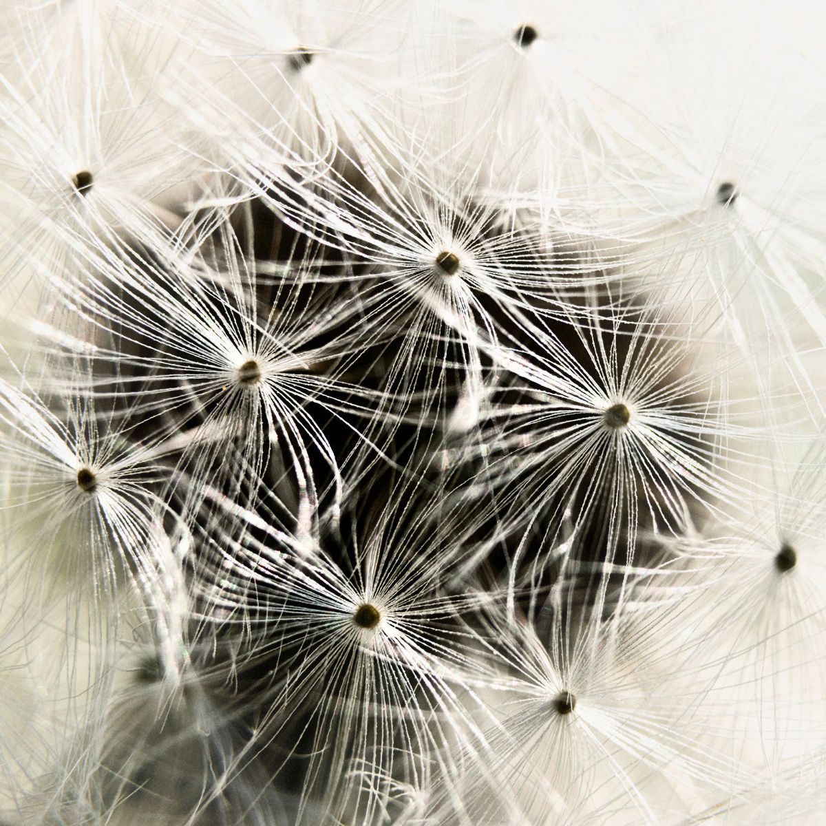 Dandelion Pierre Chancy Fine Art print Une image pour rever