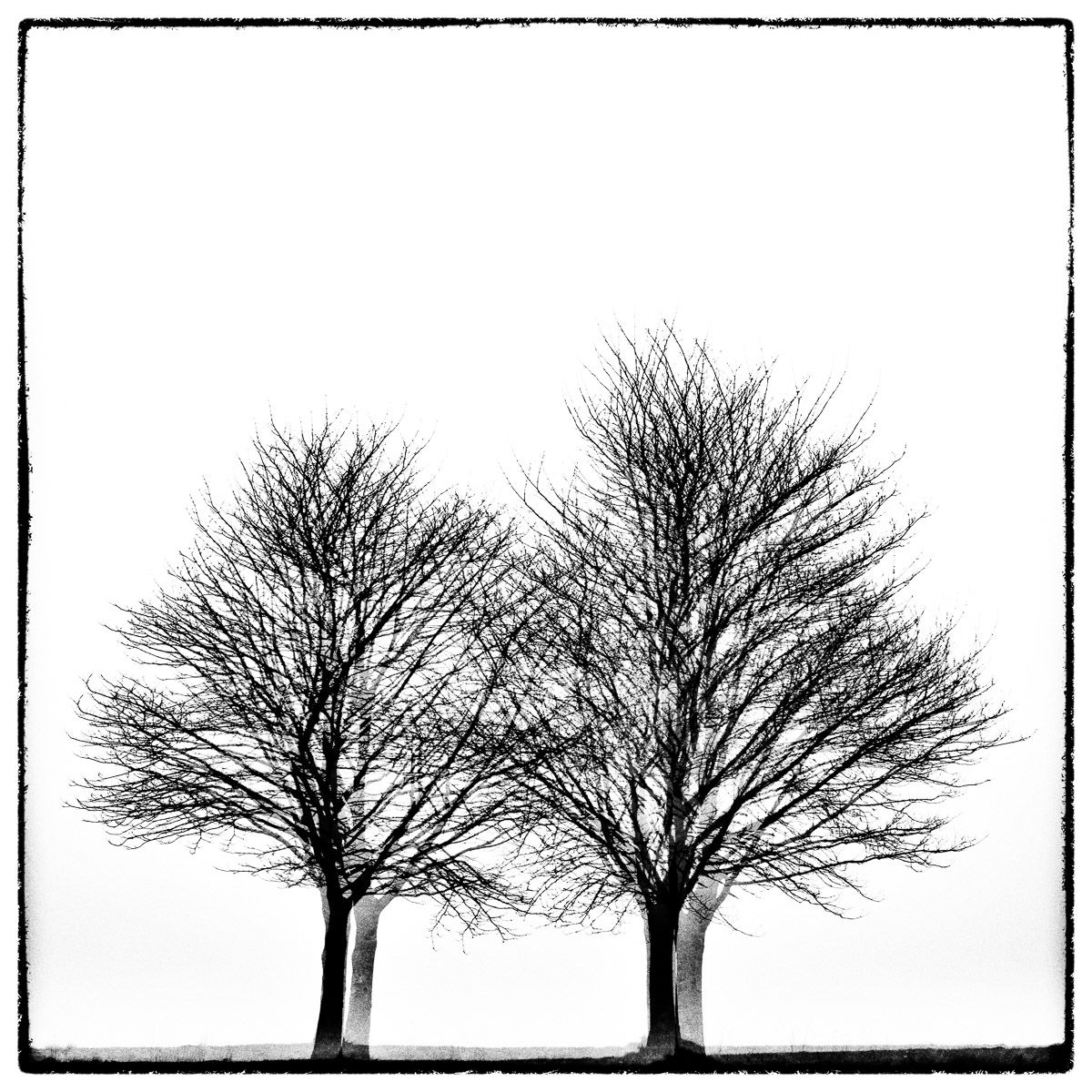 Three times two trees Glitches Serie Sebastien Desnoulez tirage Fine Art Une image pour rever