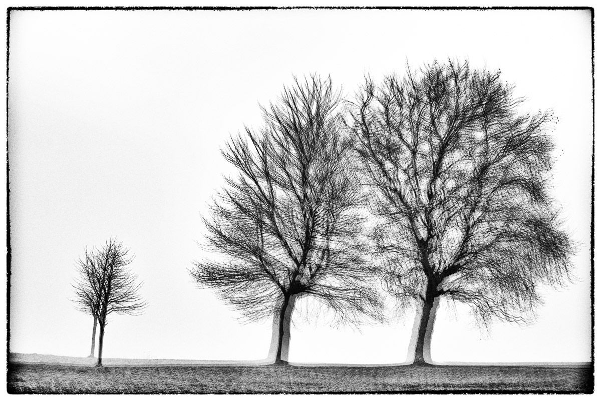 Three trees Glitches Serie Sebastien Desnoulez tirage Fine Art Une image pour rever