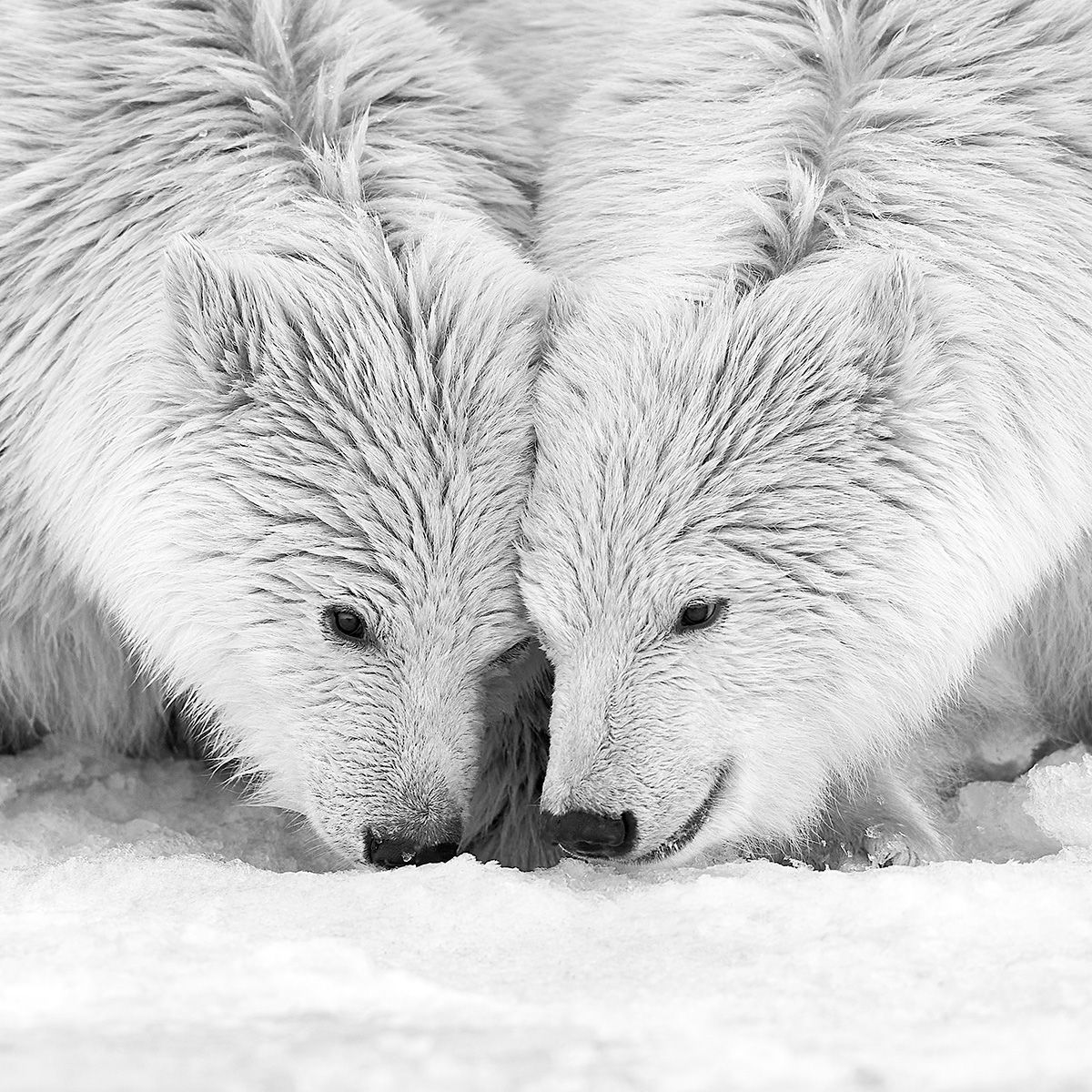 On sniffe la neige Lionel Maye tirage Fine Art Une image pour rever