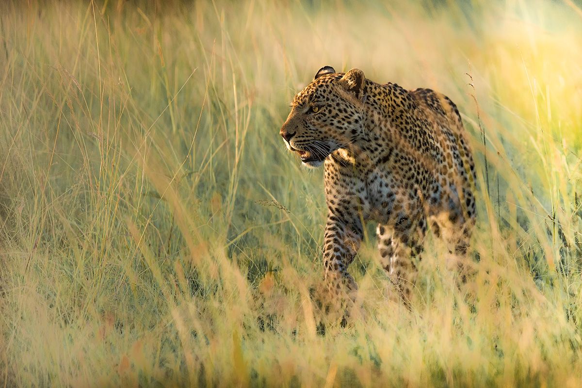 Camoufle Lionel Maye tirage Fine Art Une image pour rever