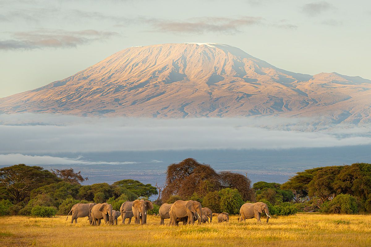 Elephants and Kilimanjaro Lionel Maye Fine Art print Une image pour rever