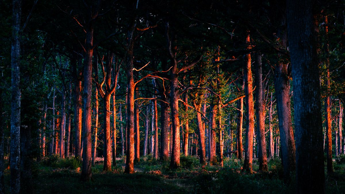 The sun sets the trees on fire Sebastien Desnoulez tirage Fine Art Une image pour rever