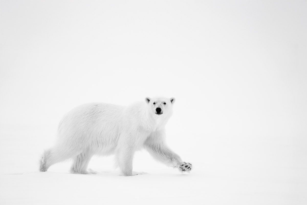 Arpenteur des Neiges Lionel Maye tirage Fine Art Une image pour rever