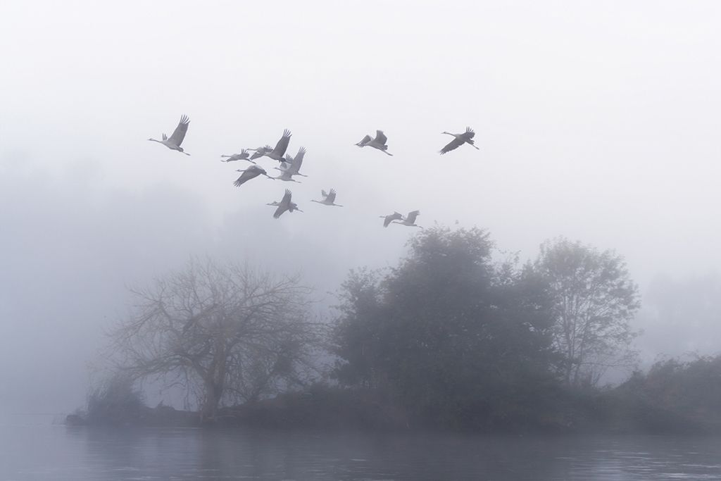 L envol des grues cendrees la matin 2 Pierre Chancy tirage Fine Art Une image pour rever