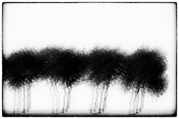 Three times four trees Sebastien Desnoulez tirage Fine Art Une image pour rever