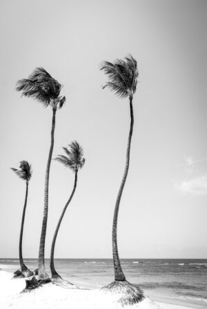 Coconut coast Sebastien Desnoulez Fine Art print Une image pour rever