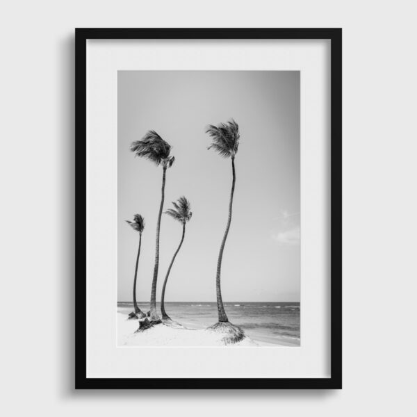 Coconut coast Sebastien Desnoulez tirage Fine Art Une image pour rever passe partout