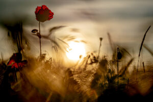 Coquelicot 1 Pierre Chancy tirage Fine Art Une image pour rever