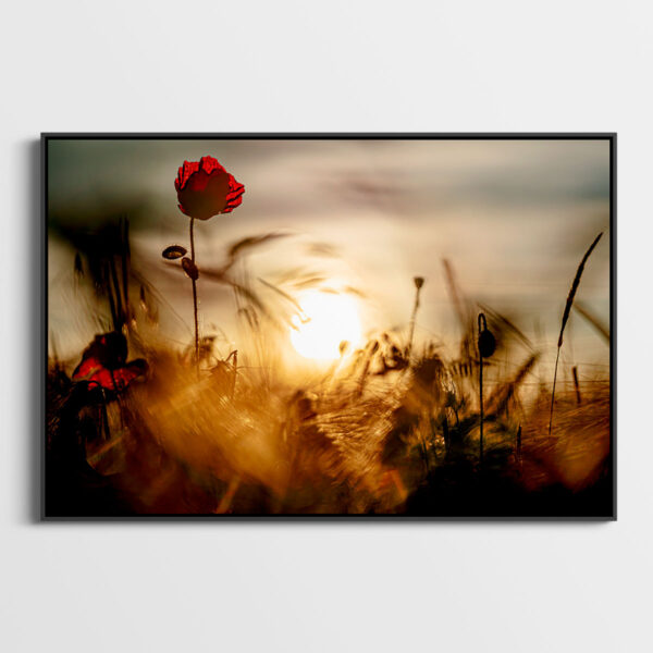 Coquelicot 1 Pierre Chancy Fine Art print A picture for rever caisse americaine