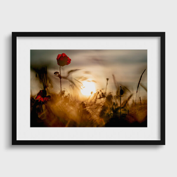 Poppy 1 Pierre Chancy Fine Art print An image for rever passe partout