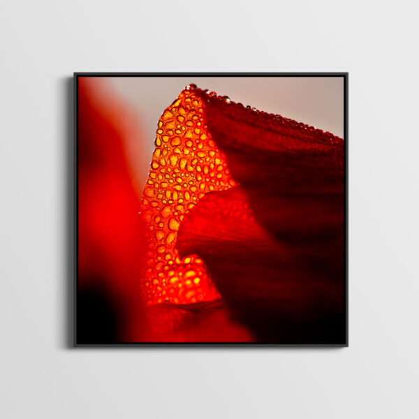 Coquelicot 2 Pierre Chancy tirage Fine Art Une image pour rever caisse americaine