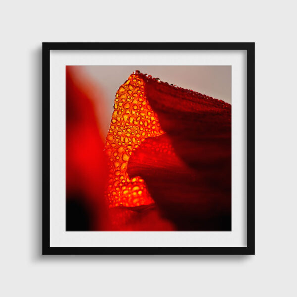 Coquelicot 2 Pierre Chancy tirage Fine Art Une image pour rever passe partout