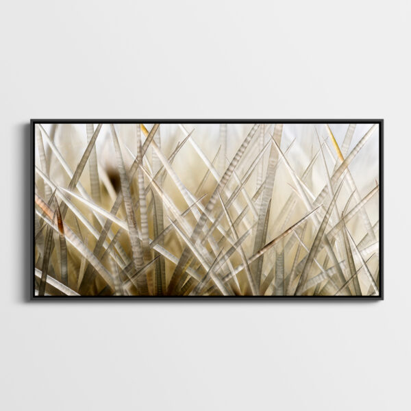 Echinocactus Pierre Chancy tirage Fine Art Une image pour rever caisse americaine