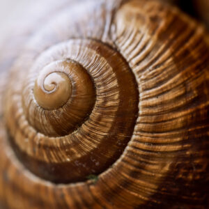 Escargot bourguignon Pierre Chancy tirage Fine Art Une image pour rever