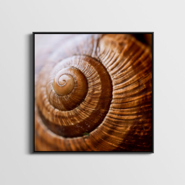 Escargot bourguignon Pierre Chancy tirage Fine Art Une image pour rever caisse americaine