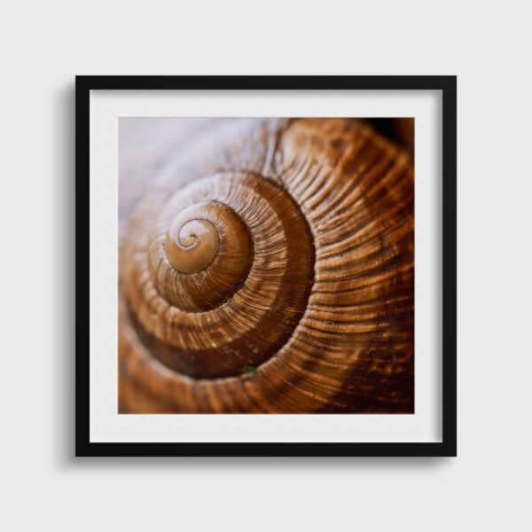 Escargot bourguignon Pierre Chancy tirage Fine Art Une image pour rever passe partout