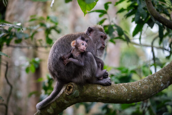 Monkey forest Ubud Sebastien Desnoulez tirage Fine Art Une image pour rever