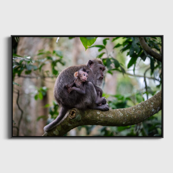 Monkey forest Ubud Sebastien Desnoulez tirage Fine Art Une image pour rever caisse americaine