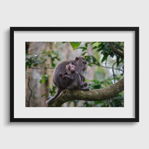 Monkey forest Ubud Sebastien Desnoulez tirage Fine Art Une image pour rever passe partout