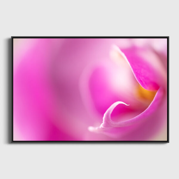 Orchidee Sebastien Desnoulez tirage Fine Art Une image pour rever caisse americaine