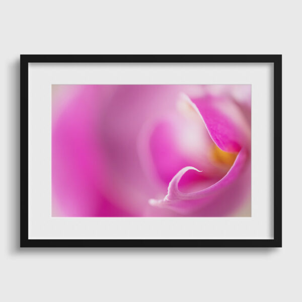 Orchidee Sebastien Desnoulez tirage Fine Art Une image pour rever passe partout