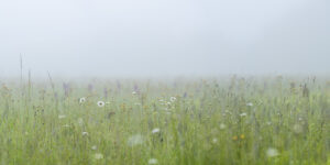 Early morning in the field Pierre Chancy Fine Art print Une image pour rever