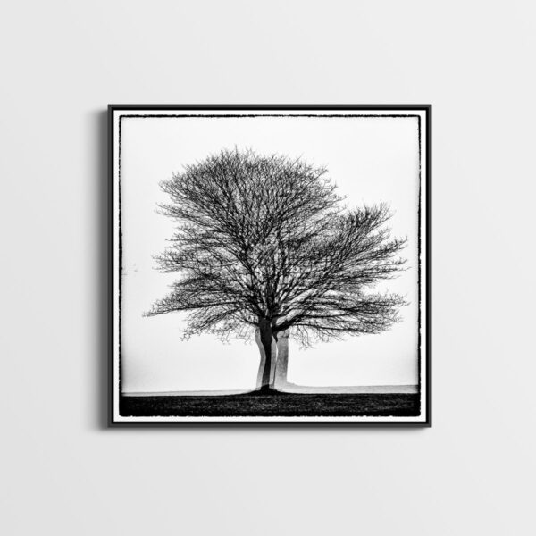 Three times one tree Glitches Serie Sebastien Desnoulez tirage Fine Art Une image pour rever caisse americaine