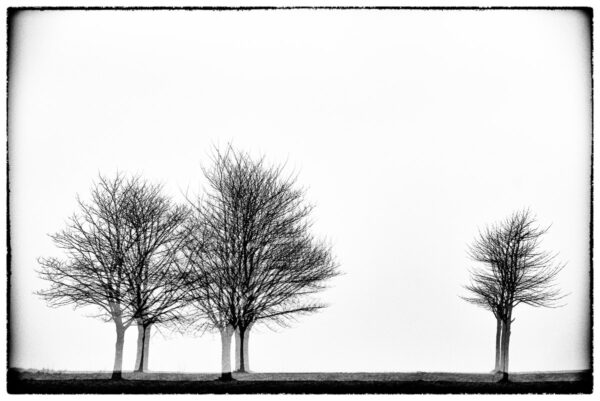 Three times three trees Glitches Serie Sebastien Desnoulez tirage Fine Art Une image pour rever