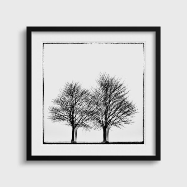 Three times two trees Glitches Serie Sebastien Desnoulez tirage Fine Art Une image pour rever Passe partout