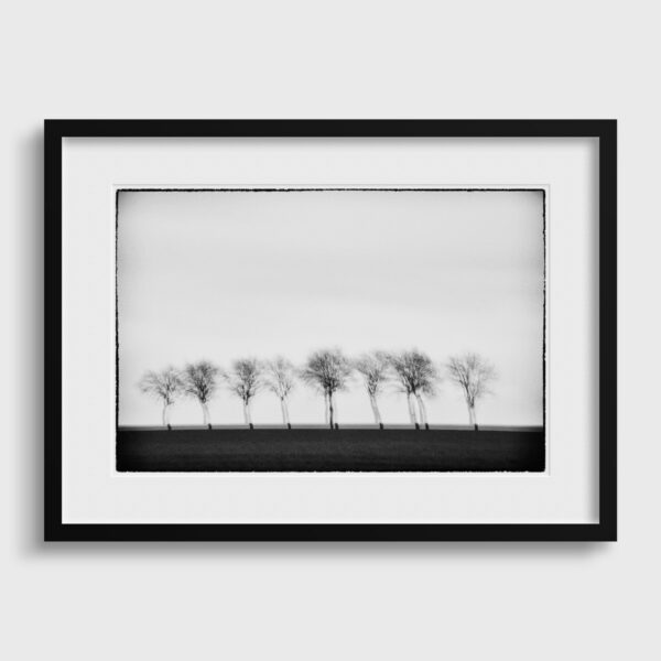 Trees II Glitches Serie Sebastien Desnoulez tirage Fine Art Une image pour rever Passe partout