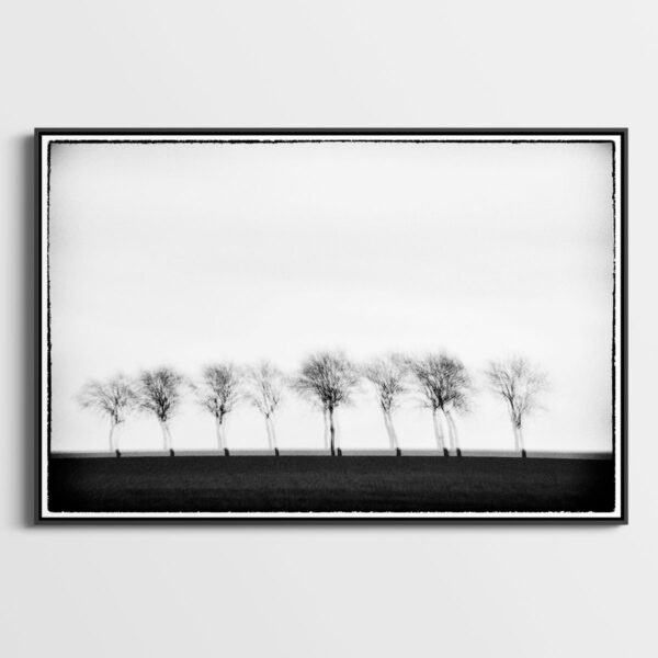 Trees II Glitches Serie Sebastien Desnoulez tirage Fine Art Une image pour rever caisse americaine