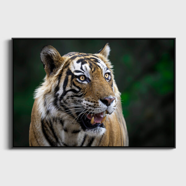 The lord of the jungle Lionel Maye Fine Art print An image for revering floating frame