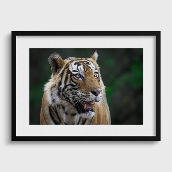 The lord of the jungle Lionel Maye Fine Art print An image for rever passe partout