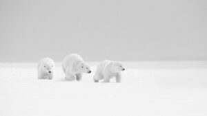 Promenade en famille Lionel Maye tirage Fine Art Une image pour rever