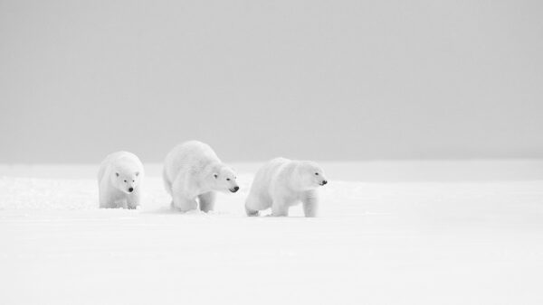 Promenade en famille Lionel Maye tirage Fine Art Une image pour rever