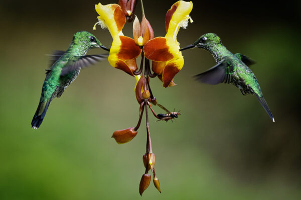 Repas partage Lionel Maye tirage Fine Art Une image pour rever