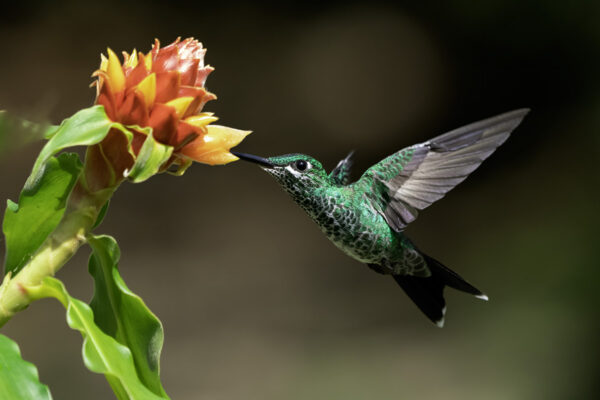 Succulent nectar Lionel Maye tirage Fine Art Une image pour rever