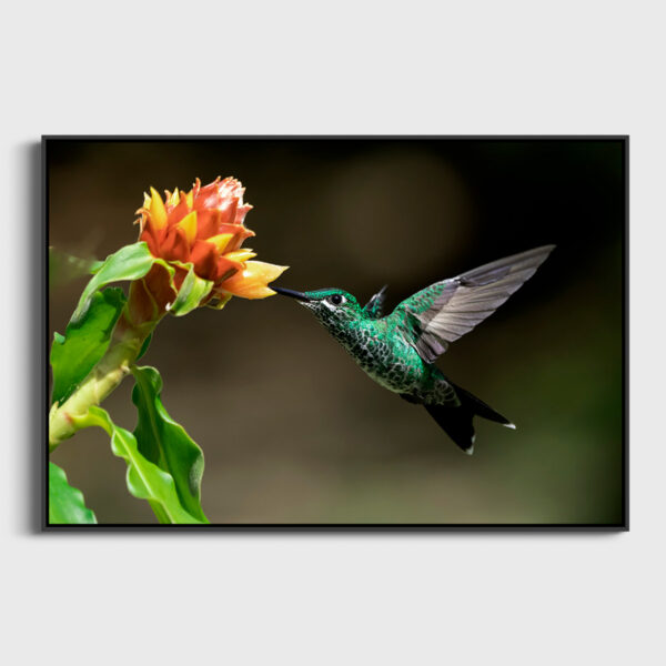 Succulent nectar Lionel Maye tirage Fine Art Une image pour rever caisse americaine