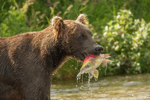 Belle peche 2 Lionel Maye tirage Fine Art Une image pour rever