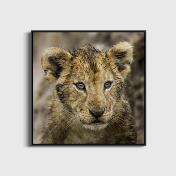 Bouille mouillee Lionel Maye Fine Art print An image for revering large Floating frame