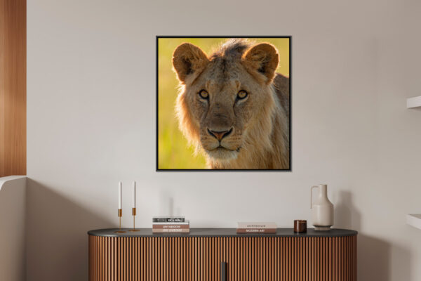 Future king Lionel Maye Fine Art print An image to dream large Floating frame in situation