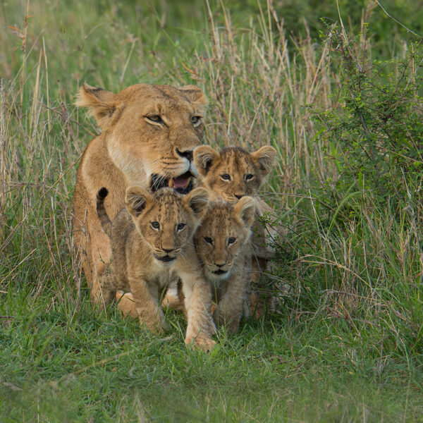 Happy family Lionel Maye tirage Fine Art Une image pour rever