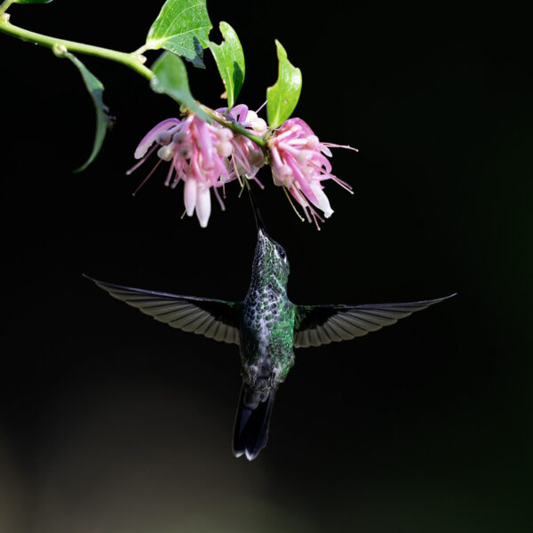 La fleur et l oiseau Lionel Maye tirage Fine Art Une image pour rever