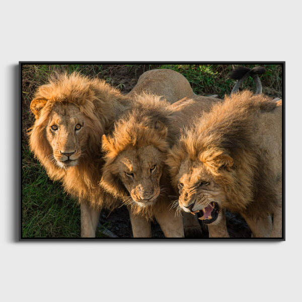 Les 3 freres Lionel Maye Fine Art print An image to reverberate floating frame