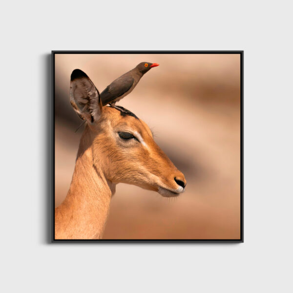 Portrait de gazelle impala Lionel Maye tirage Fine Art Une image pour rever large caisse americaine