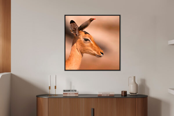 Portrait de gazelle impala Lionel Maye tirage Fine Art Une image pour rever large caisse americaine en situation